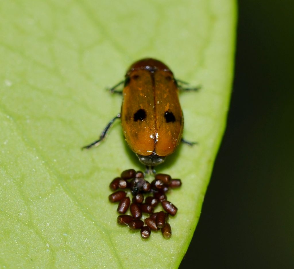 Macrolenes dentipes cfr.